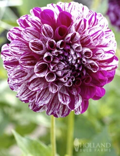 Menu Marble Ball Dahlia -Gardening Series Store 74230 marble ball dahlia 3