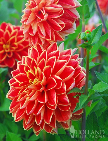 Menu Orange Glory Patio Dinnerplate Dahlia 4 Menu Orange Glory Patio Dinnerplate Dahlia - Image 2