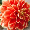 Menu Orange Glory Patio Dinnerplate Dahlia -Gardening Series Store 74233a