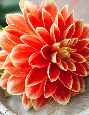Menu Orange Glory Patio Dinnerplate Dahlia 3 Menu Orange Glory Patio Dinnerplate Dahlia