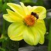 Menu Yellow Sneezy Dahlia -Gardening Series Store 74234