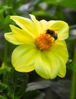 Menu Yellow Sneezy Dahlia