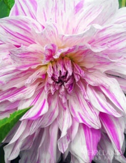 Menu Mom's Special Dinnerplate Dahlia -Gardening Series Store 74239 moms special dinnerplate dahlia