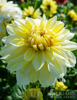 Menu La Luna Dahlia -Gardening Series Store 74242 la luna dahlia