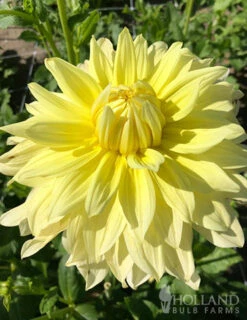 Menu La Luna Dahlia -Gardening Series Store 74242 la luna dahlia 3