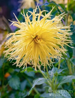 Menu Encore Dahlia -Gardening Series Store 74243 dahlia encore 2