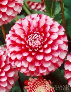 Menu Little William Dahlia -Gardening Series Store 74244 little william dahlia 2