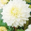 Menu White Decorative Dahlia -Gardening Series Store 74245 white decorative dahlia