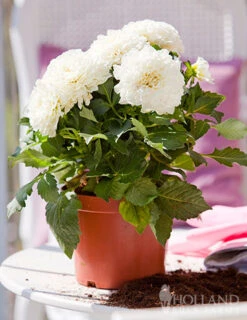 Menu White Decorative Dahlia -Gardening Series Store 74245 white decorative dahlia 2