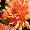 Menu Orange Decorative Dahlia -Gardening Series Store 74247 orange decorative dahlia 4