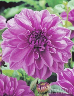 Menu Lilac Time Dahlia -Gardening Series Store 74249 lilac time dahlia 2