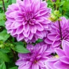 Menu Lilac Time Dahlia -Gardening Series Store 74249 lilac time dahlia 3