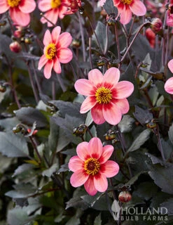 Menu Dahlegria Tri-Colore Dahlia -Gardening Series Store 74252 dahlegria tri colore dahlia 2