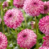 Menu Pink Isa Decorative Dahlia -Gardening Series Store 74261 pink isa dahlia 2
