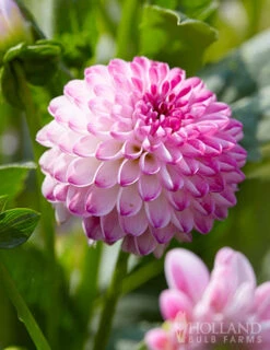 Menu Pink Isa Decorative Dahlia -Gardening Series Store 74261 pink isa dahlia