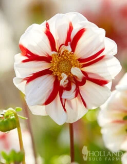 Menu Fire And Ice Decorative Dahlia -Gardening Series Store 74265 dahlia mignon fire and ice 2