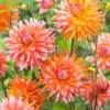 Menu Orange Turmoil Cactus Dahlia -Gardening Series Store 74267 dahlia cactus orange turmoil 2