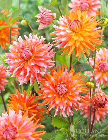 Menu Orange Turmoil Cactus Dahlia 3 Menu Orange Turmoil Cactus Dahlia