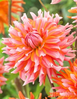 Menu Orange Turmoil Cactus Dahlia 5 Menu Orange Turmoil Cactus Dahlia -Gardening Series Store 74267 dahlia cactus orange turmoil
