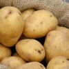Menu White Seed Potatoes Superior -Gardening Series Store 75101 white seed potatoes superior