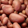 Menu French Fingerling Organic Potatoes 1 Menu French Fingerling Organic Potatoes -Gardening Series Store 75106 french fingerling organic potatoes