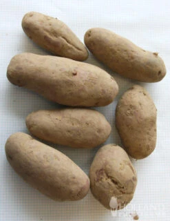 Menu French Fingerling Organic Potatoes 5 Menu French Fingerling Organic Potatoes -Gardening Series Store 75106 french fingerling organic potatoes 2