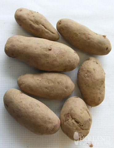 Menu French Fingerling Organic Potatoes 4 Menu French Fingerling Organic Potatoes - Image 2