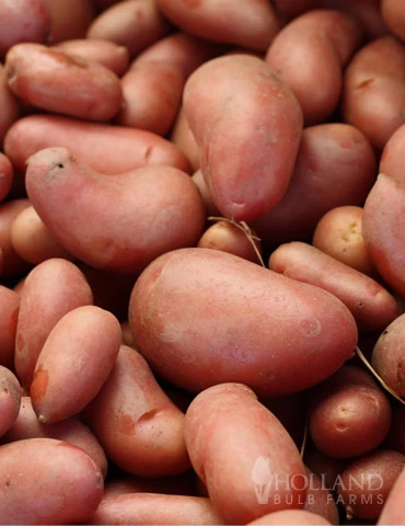 Menu French Fingerling Organic Potatoes 3 Menu French Fingerling Organic Potatoes