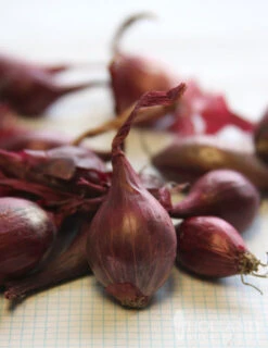 Menu Red Comred Onion Sets -Gardening Series Store 75109 red comred onion sets 2