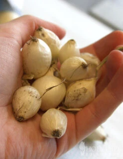 Menu Ebenezer White Onion Sets -Gardening Series Store 75111 ebenezer white onion sets 2