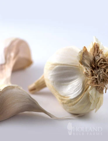 Menu Garlic 3 Menu Garlic