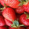 Menu All Star June-bearing Strawberry Plant -Gardening Series Store 75113 all star june bearing strawberry plant