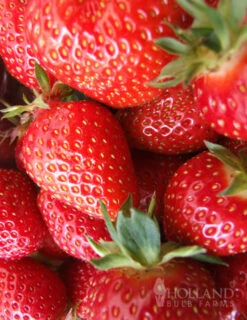 Menu All Star June-bearing Strawberry Plant
