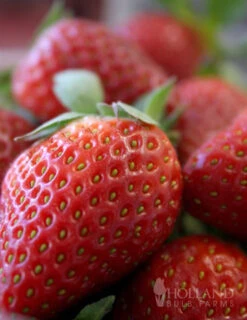 Menu The Berry Patch Collection -Gardening Series Store 75114 ozark everbearing strawberry plant 1