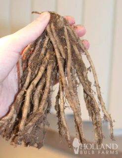 Menu Jersey Giant Asparagus Hybrid 2yr -Gardening Series Store 75116 jersey giant asparagus 2