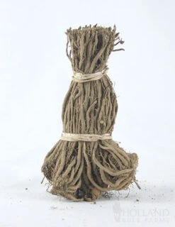 Menu Jersey Giant Asparagus Hybrid 2yr -Gardening Series Store 75117 mary washington asparagus 1