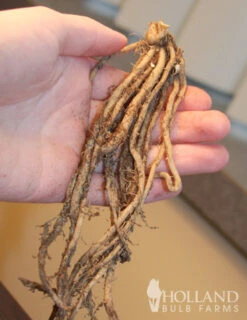 Menu Mary Washington Asparagus 2yr -Gardening Series Store 75117 mary washington asparagus 3