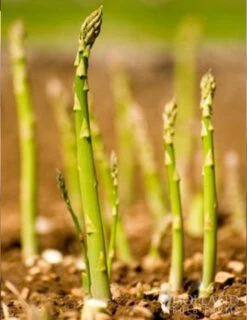 Menu Mary Washington Asparagus 2yr -Gardening Series Store 75117 mary washington asparagus 4