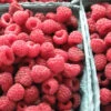 Menu Latham Red Raspberries Plant -Gardening Series Store 75121 latham red raspberries plant
