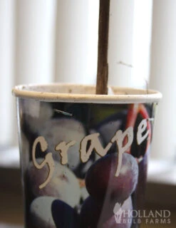 Menu Blue Concord Grape Plant -Gardening Series Store 75124 blue concord grape plant 2