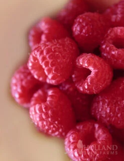 Menu The Berry Patch Collection -Gardening Series Store 75131 the berry patch collection 4