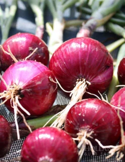 Menu Large Vegetable Garden Collection -Gardening Series Store 75133 large vegetable garden 5