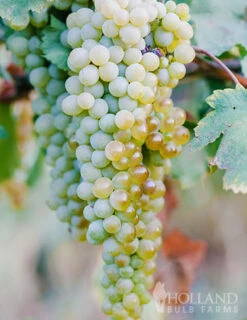 Menu La Crescent White Grape -Gardening Series Store 75134 la crescent wine grape 2