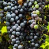 Menu Marquette Blue Grape -Gardening Series Store 75135 marquette grapes 2
