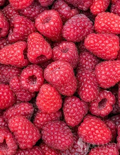 Menu Joan J Raspberry 5 Menu Joan J Raspberry -Gardening Series Store 75136 joan j raspberry