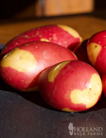 Menu Pinto Fingerling Potatoes 3 Menu Pinto Fingerling Potatoes