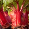 Menu Crimson Red Rhubarb 1 Menu Crimson Red Rhubarb -Gardening Series Store 75147 crimson red rhubarb