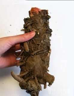 Menu Crimson Red Rhubarb -Gardening Series Store 75147 crimson red rhubarb 2