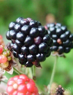 Menu Triple Crown Blackberry -Gardening Series Store 75155 triple crown blackberry