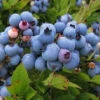 Menu Blueray Blueberry -Gardening Series Store 75157